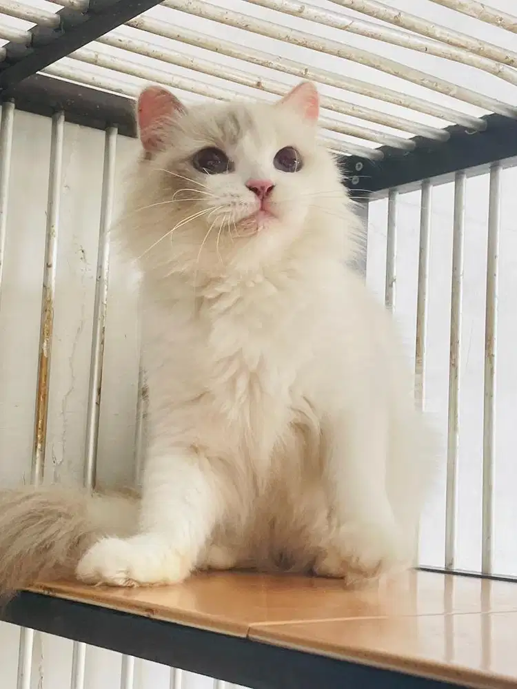 Ragdoll female seal lynx