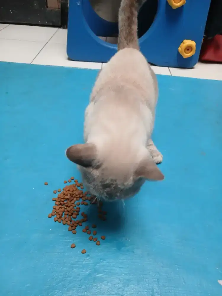 Kucing Jantan Campuran Bapak BSH Ibu RagDoll