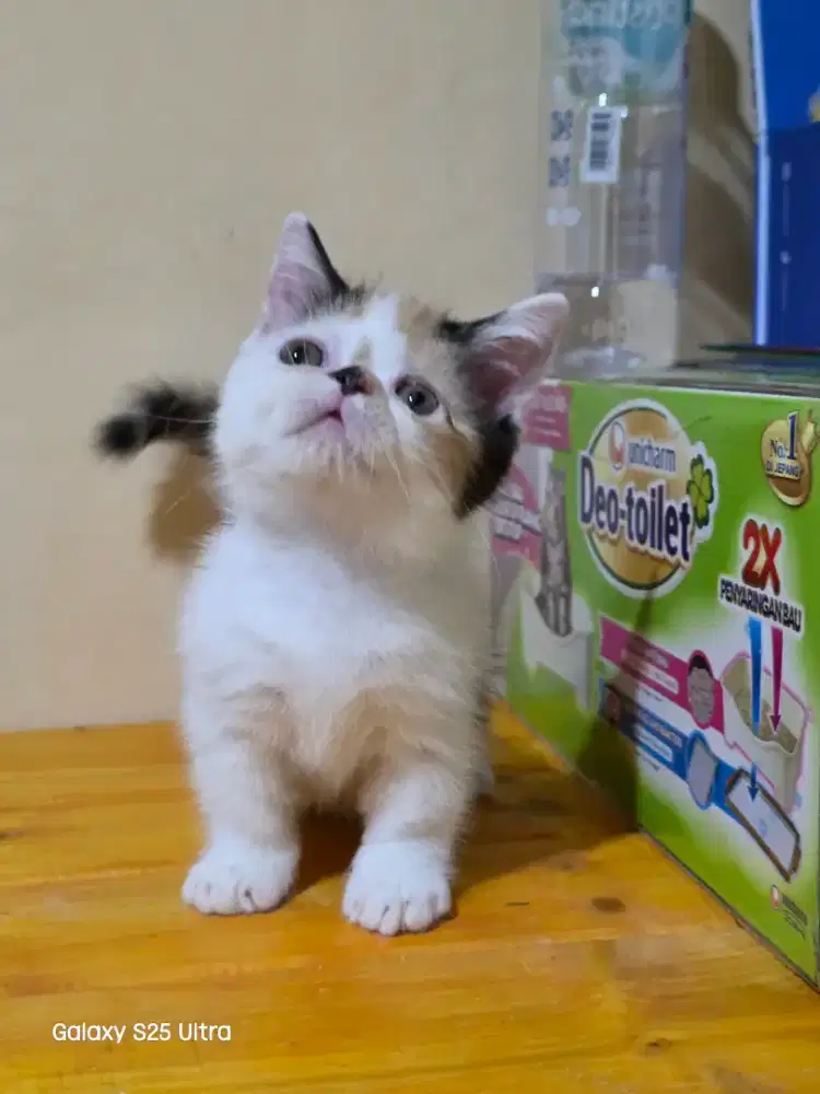 Kitten munchkin minuet betina