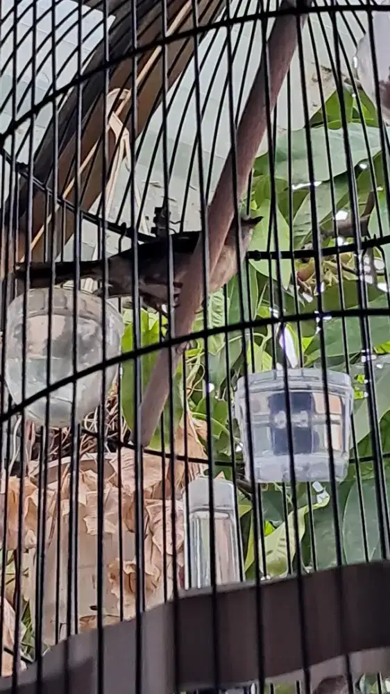 Burung Flamboyan Jantan