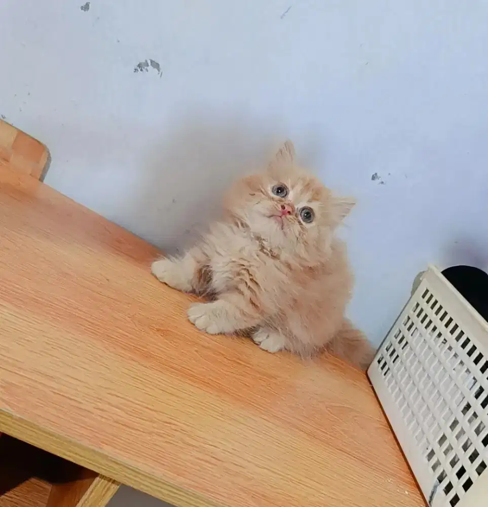 Kitten Munchkin Jantan Longhair