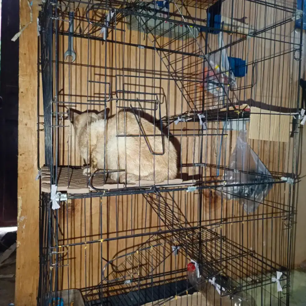 kandang kucing bekas 6 lantai 5 tingkat