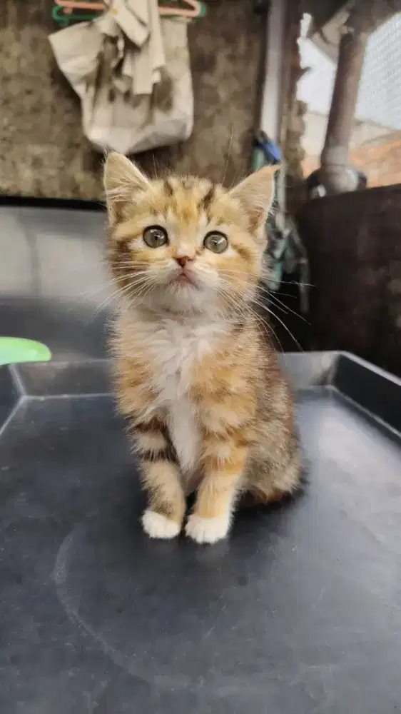 Kitten Calico Persia x Redpoint siam