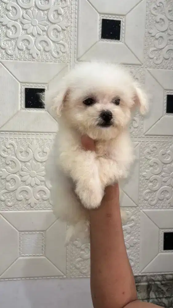 Mini Bichon female jaminan pure