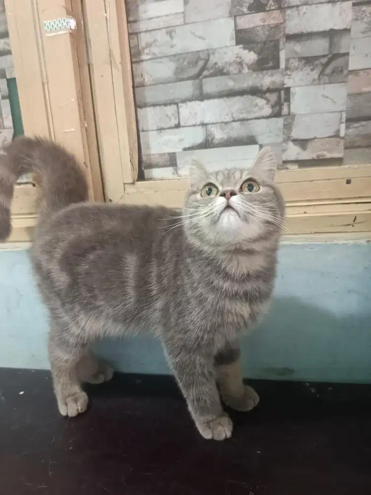 JUAL CEPAT KITTEN BSH BLUE TABBY