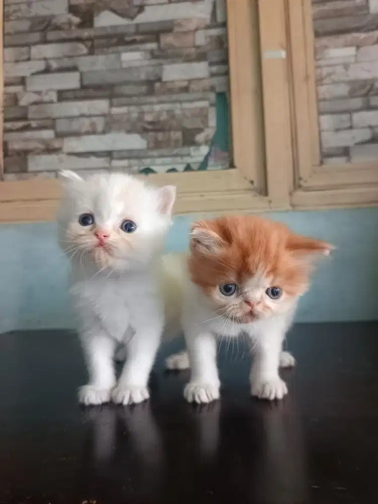 DIJUAL CEPAT KITTEN RAGDOLL 2 BULAN 2EKOR