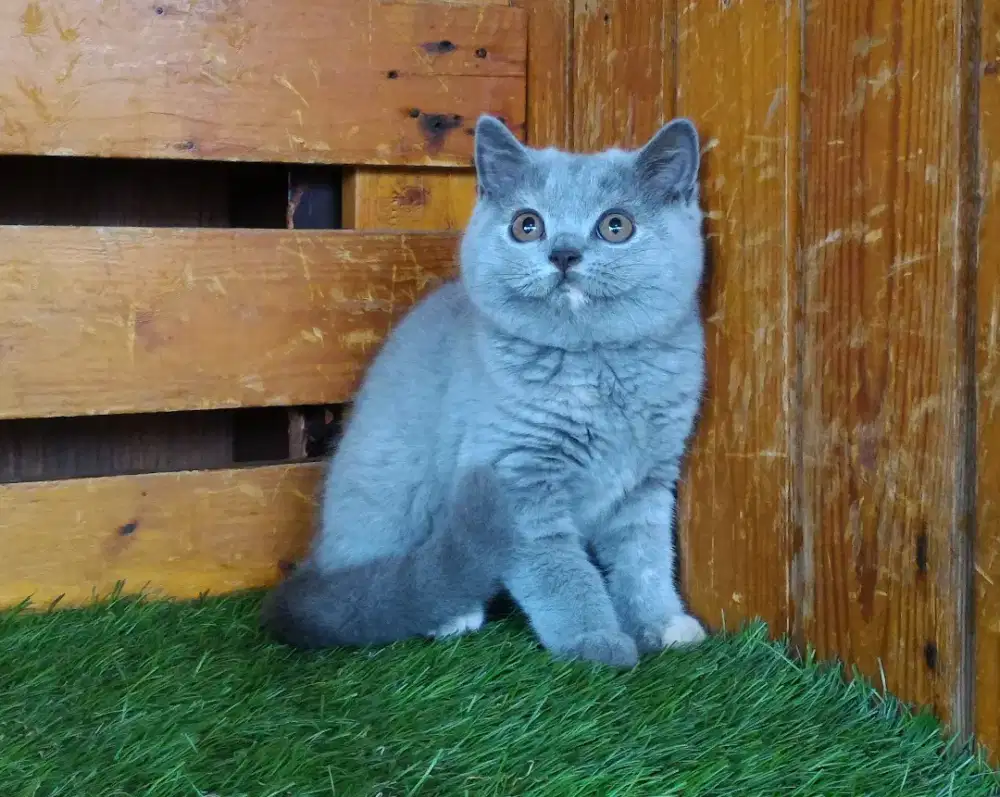Kucing British Shorthair (BSH)