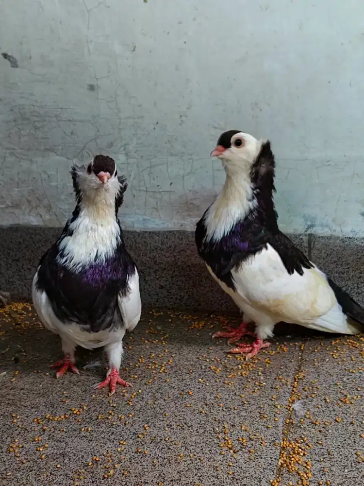 Merpati Hias Felegilyhaza Tumbler