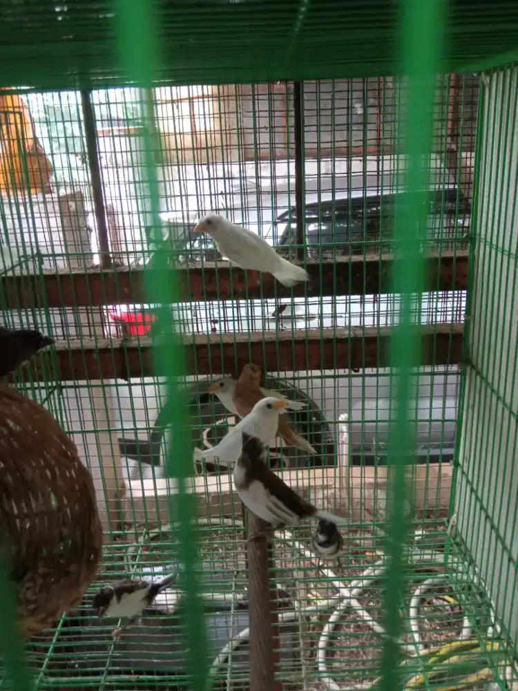 Emprit Jepang Anakan