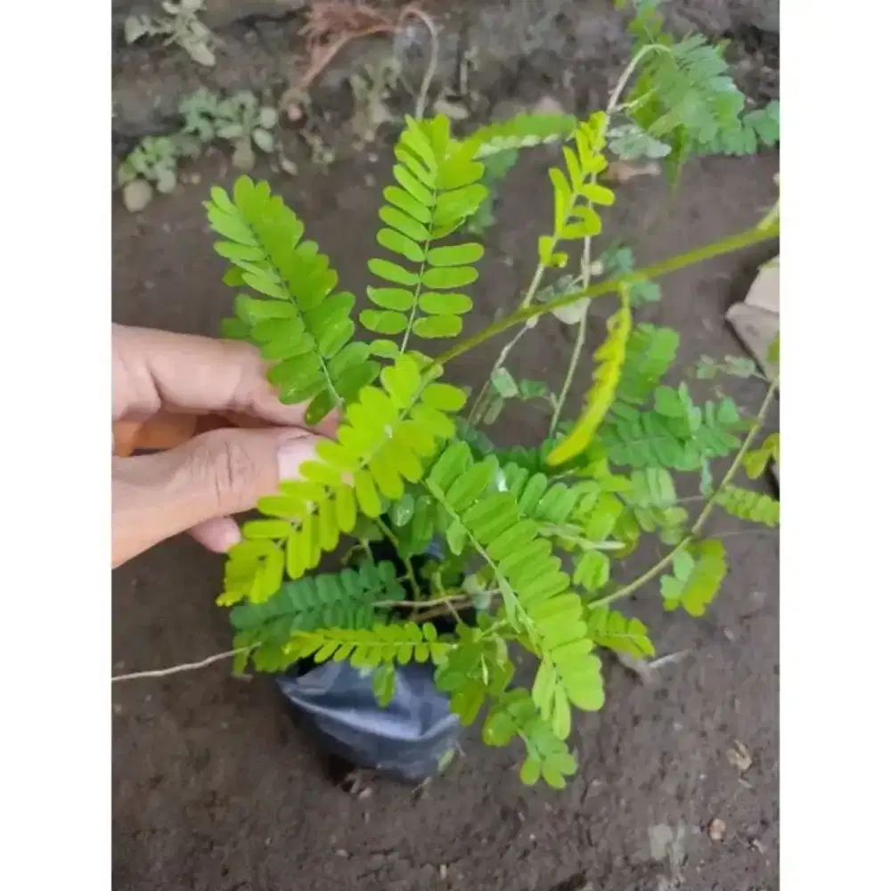 Menjual tanaman saga obat