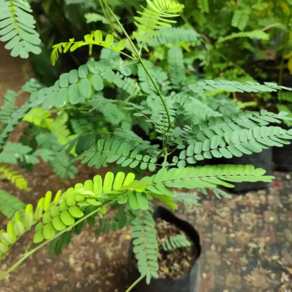 Menjual tanaman saga obat