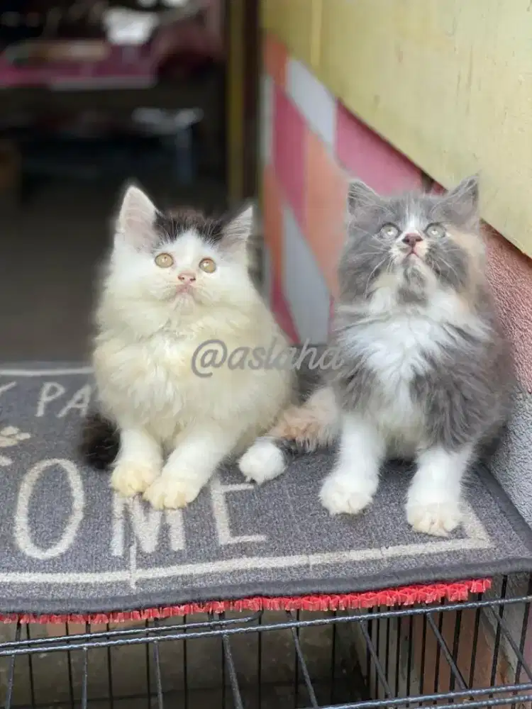 Kucing anggora/kitten persia betina/kucing persia betina