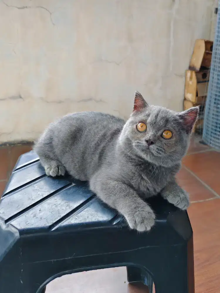 BSH Blue Solid LinePed Betina Kitten British Short Hair Pure