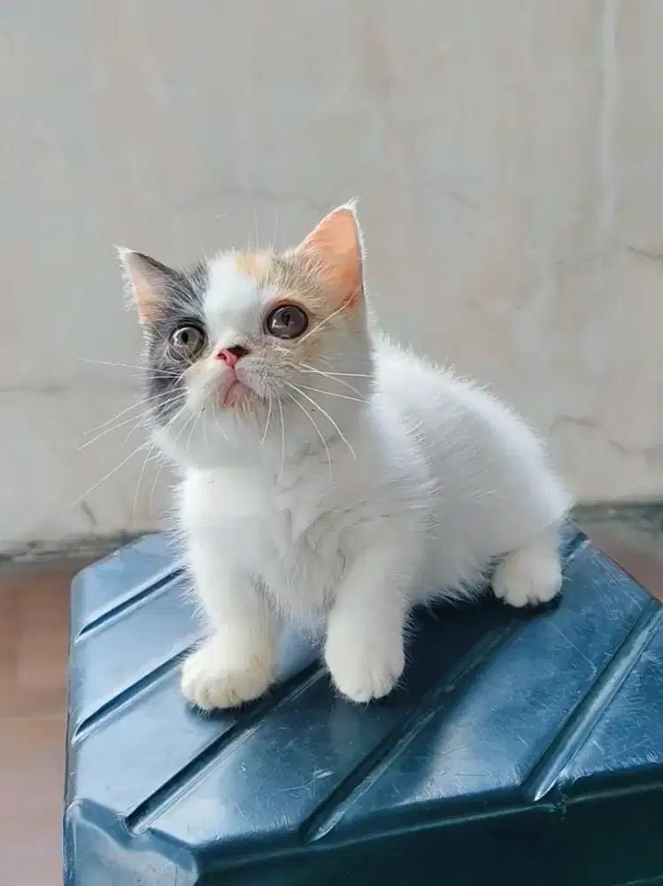 kitten Munchkin BSH Gaelic Calico Cebol Minuet Betina