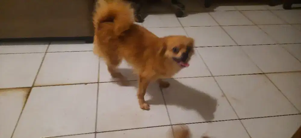 Jual cepat anjing mini usia 3 tahun