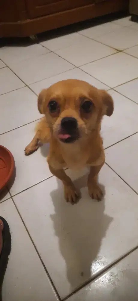 Jual cepat anak anjing mini