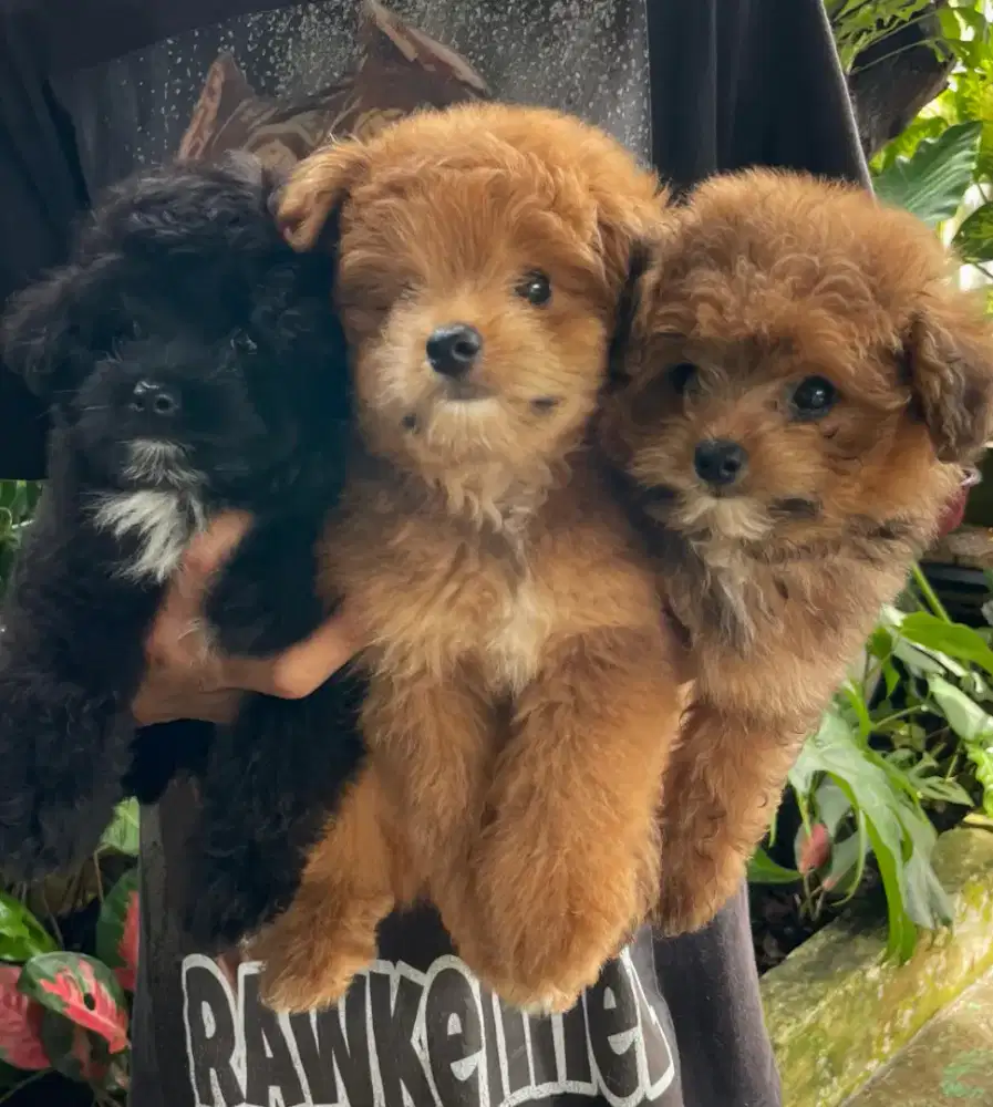 Poodle lucu kaya boneka