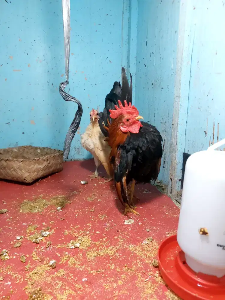 Ayam serama sepasang