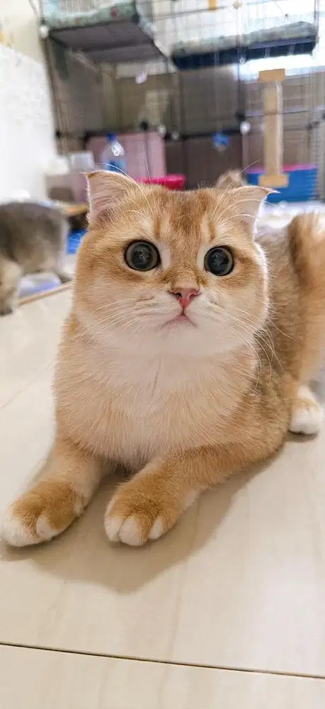 kucing Scottish Fold Golden Ny12 Nonped ( Gembul terawat )