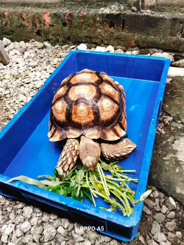 Kura-kura sulcata jantan size 42cm mulus