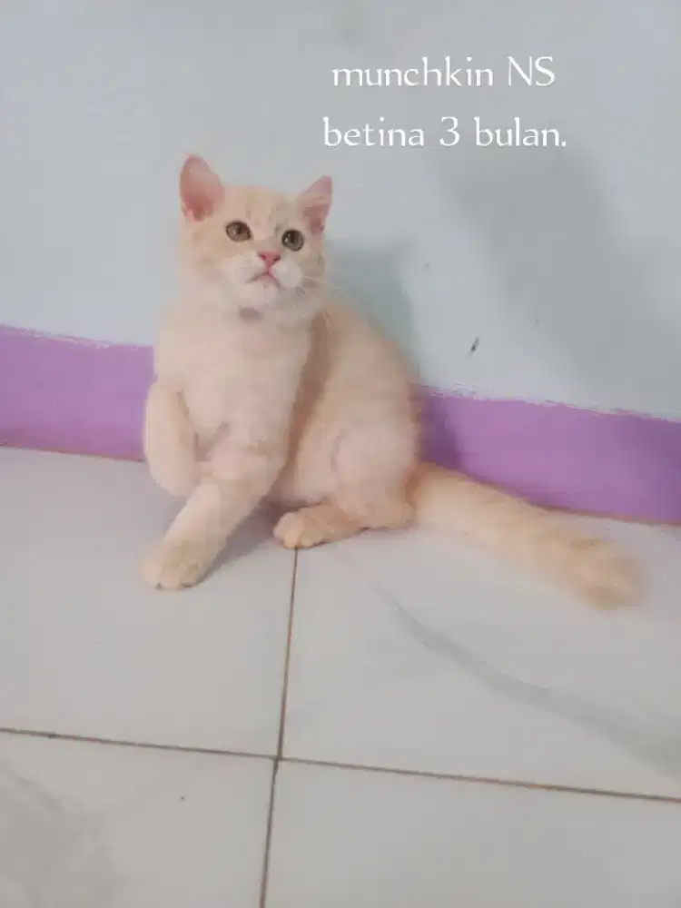 Kucing munchkin NS