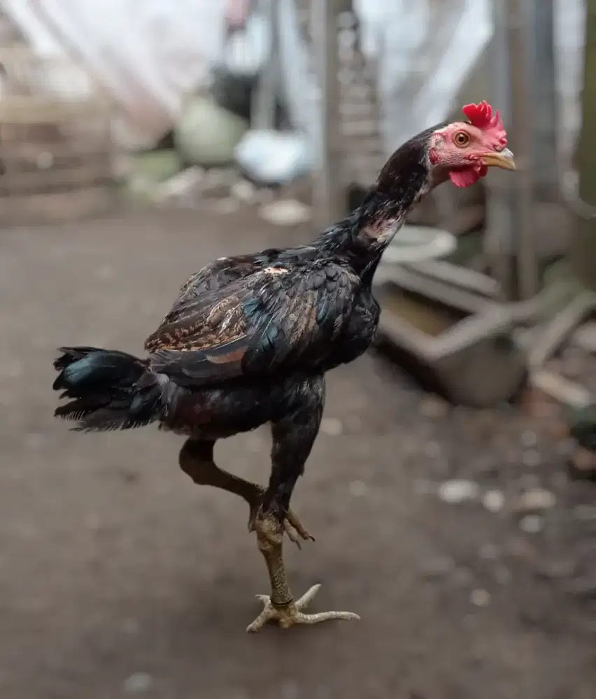 Ayam pamangoon bulbi