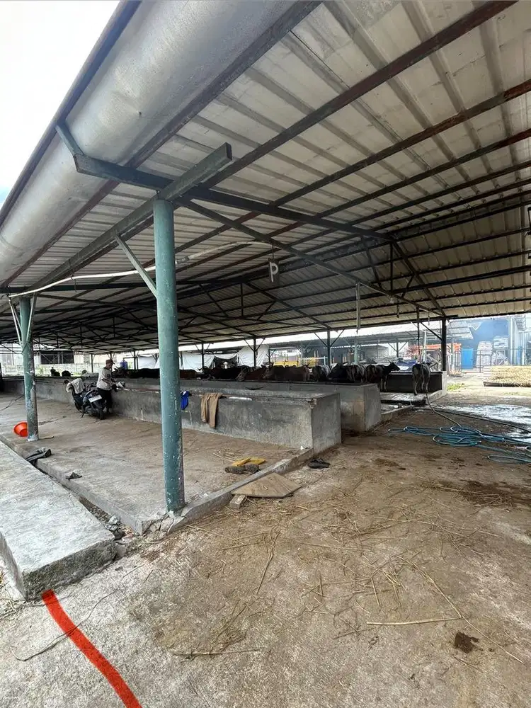 Dijual lahan atau kandang sapi