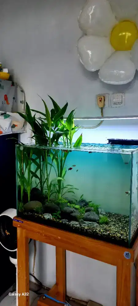 Aquascape dan isian nya 1 paket