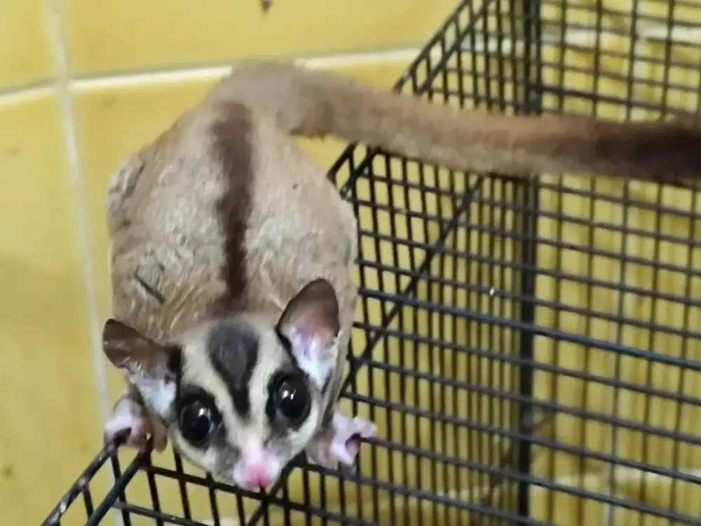 Sugar glider jantan tupai terbang jantan