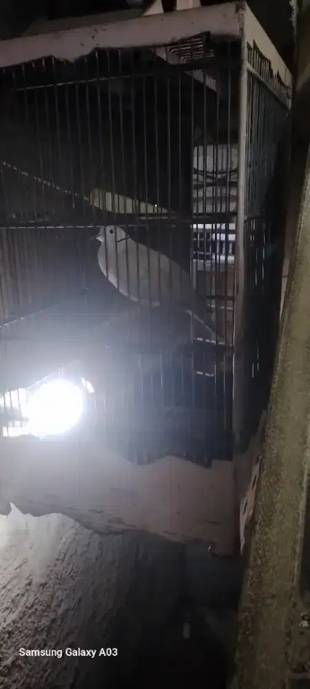 Puter pelung body jumbo