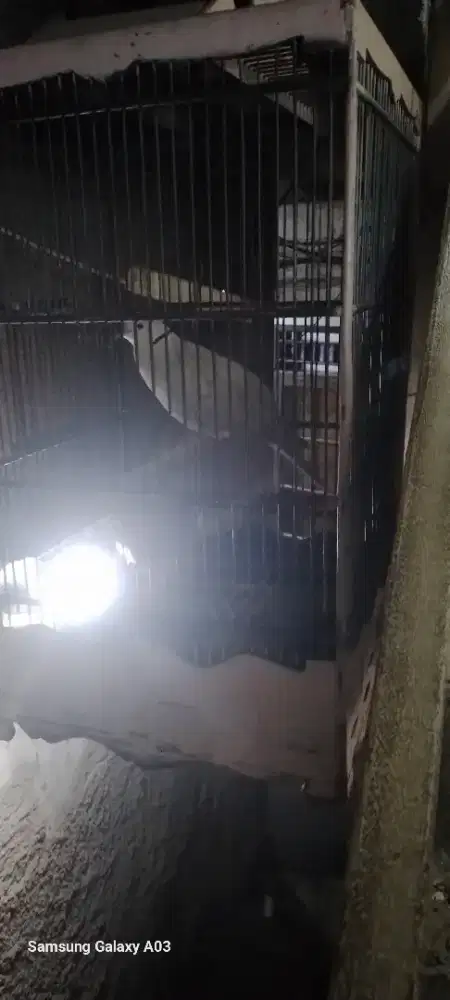 Puter pelung asli. , body jumboo