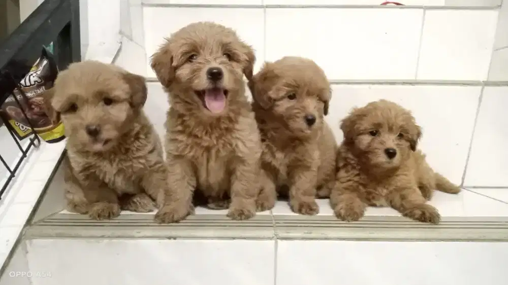 JUAL MALTIPOO MURAH ANAK ANJING