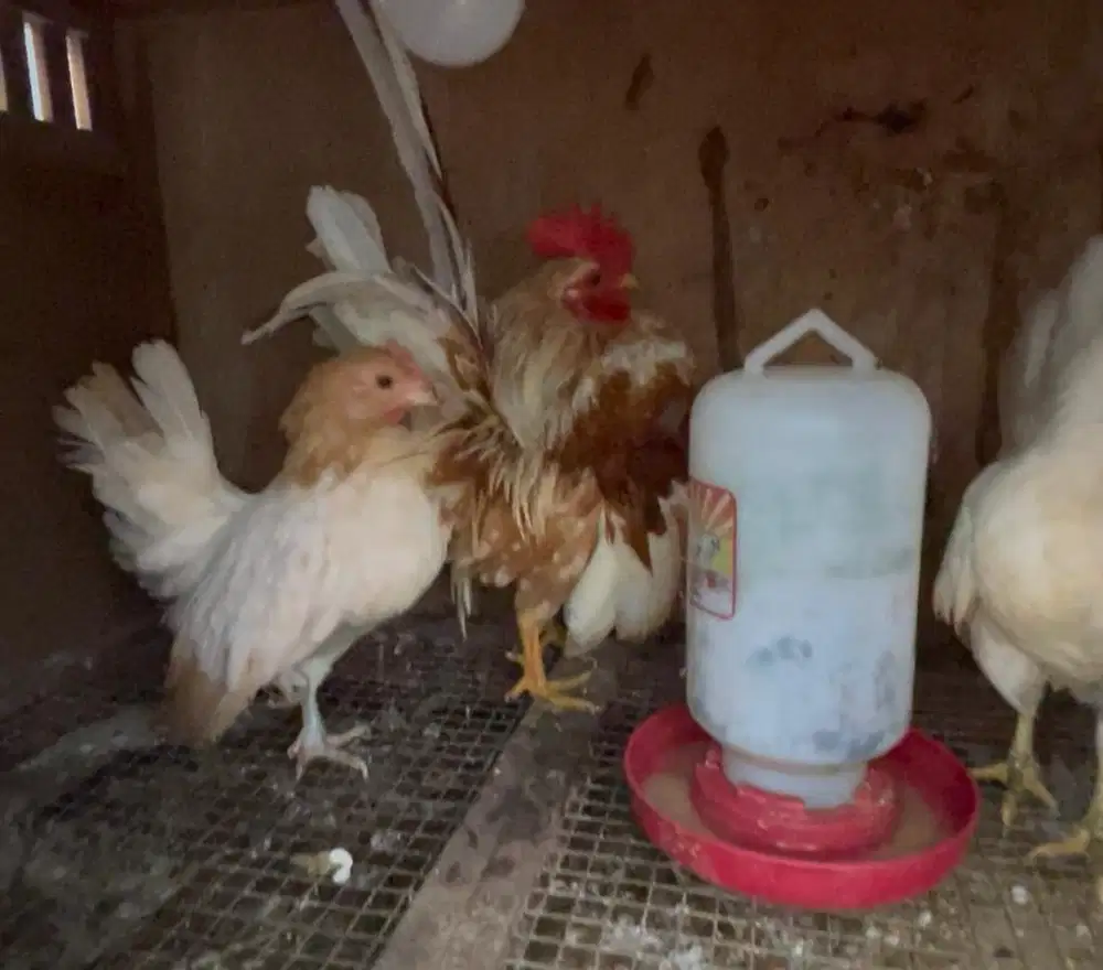 Ayam serama ecer borongan