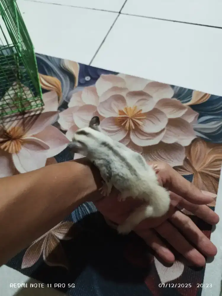 Sugar glither leucistic