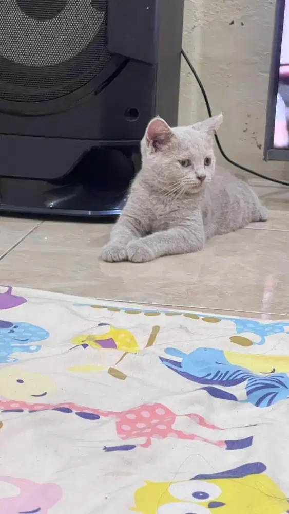 Jual kitten british shorthair