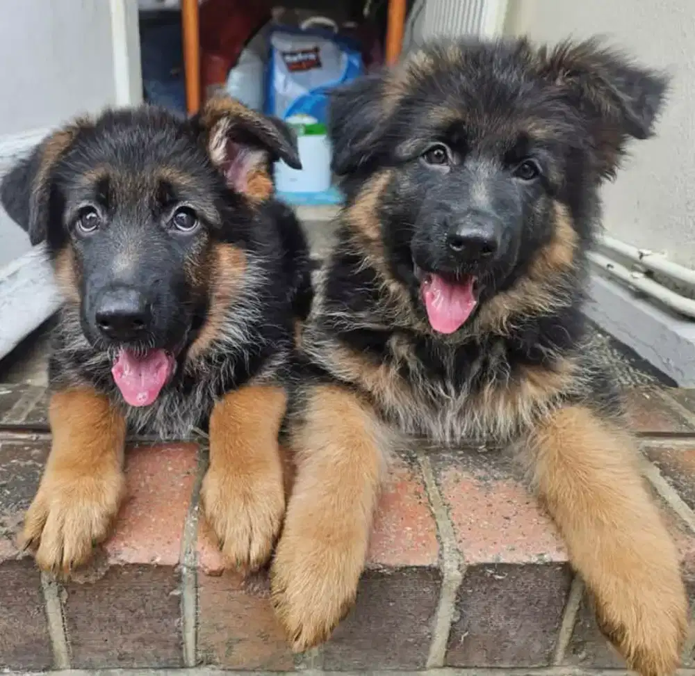 DIJUAL ANJING GERMAN SHEPHARD