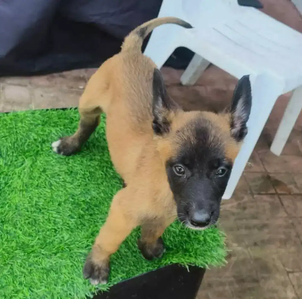 DIJUAL ANJING BELGIAN MALINOIS