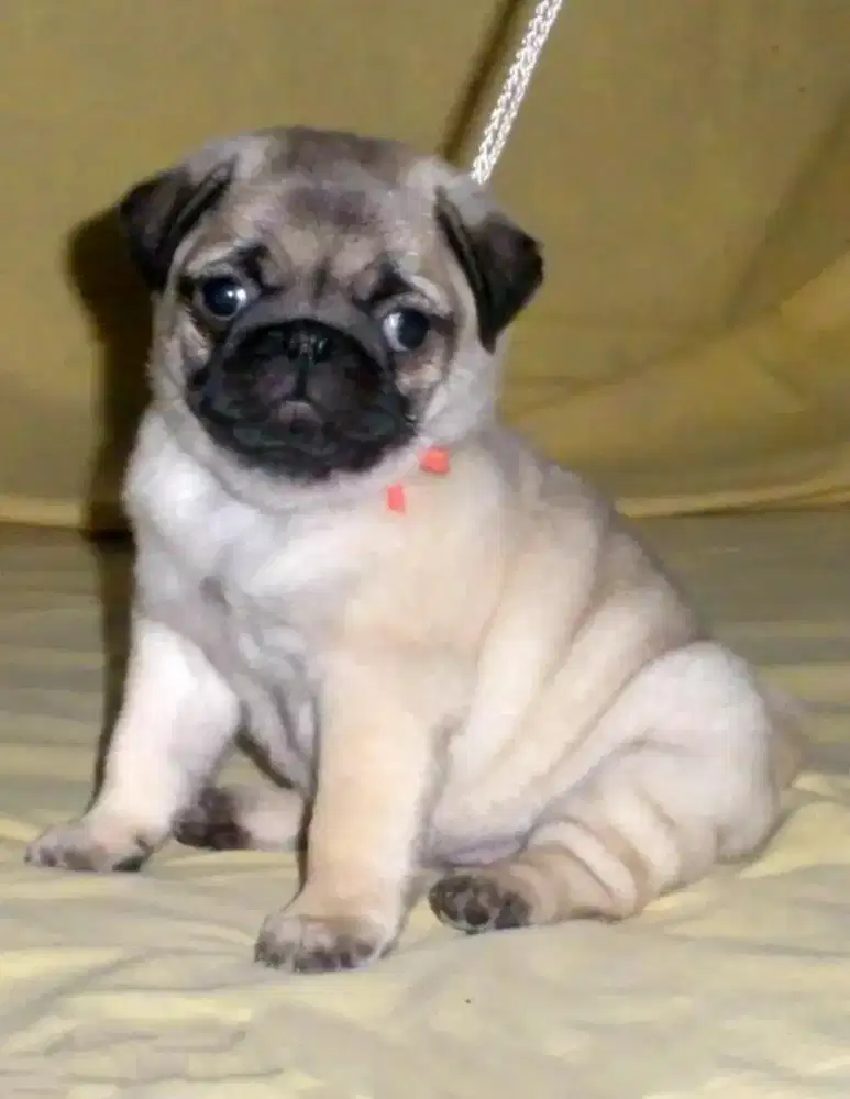 DIJUAL ANJING PUG
