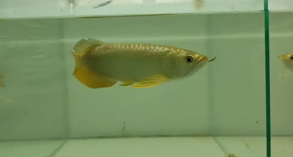 Arwana golden crossback 24k