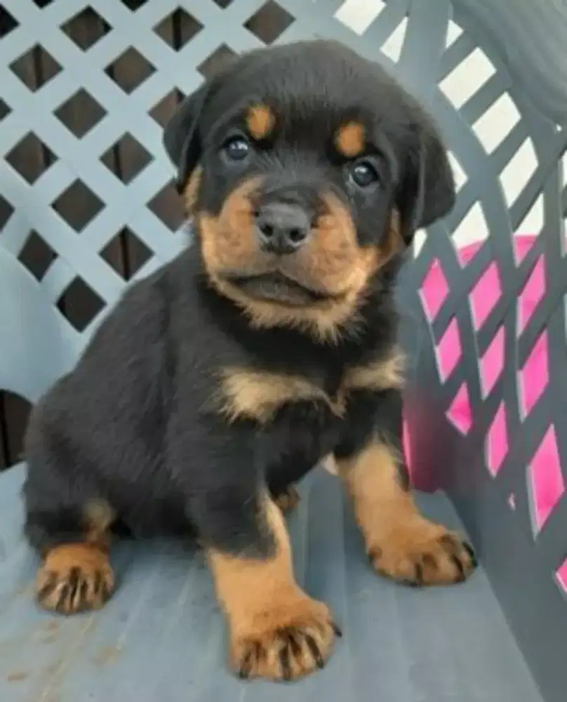 DIJUAL ANJING ROTTWEILER