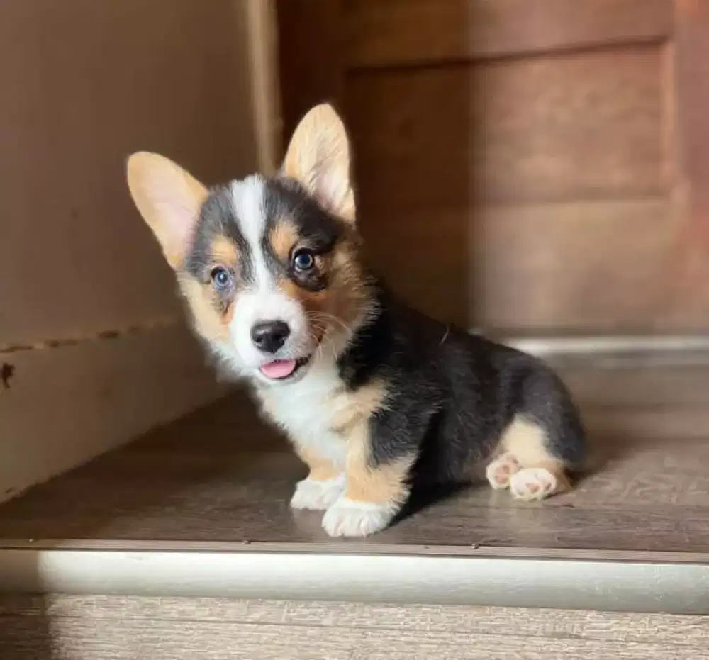 DIJUAL ANJING WELSH CORGI