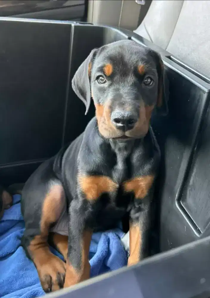 DIJUAL ANJING DOBERMAN