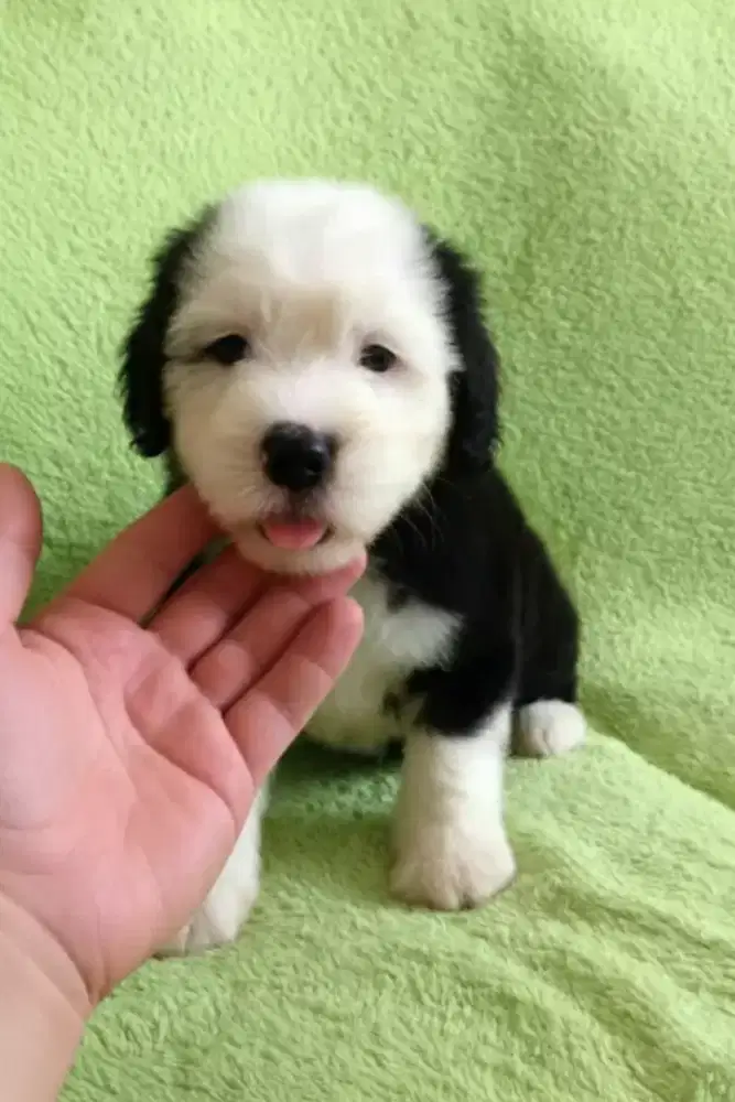 DIJUAL ANJING POODLE MIX BICHON