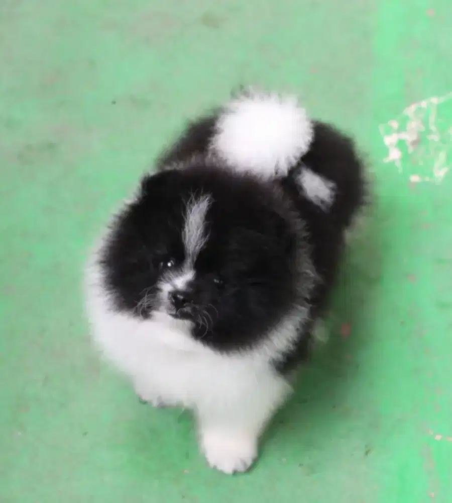 DIJUAL ANJING POMERANIAN