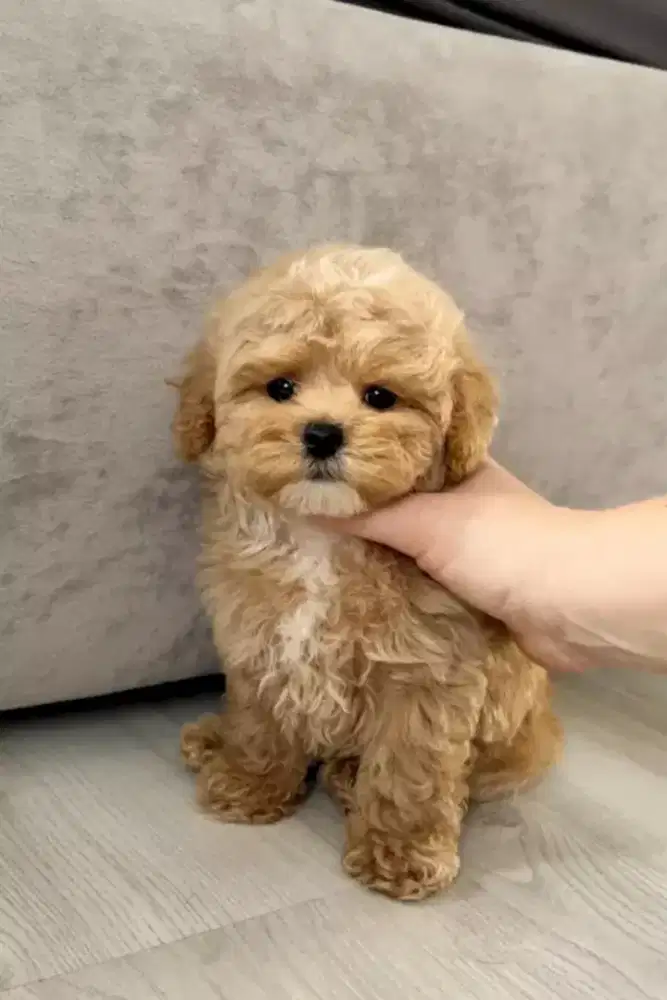 DIJUAL ANJING POODLE MIX MALTESE