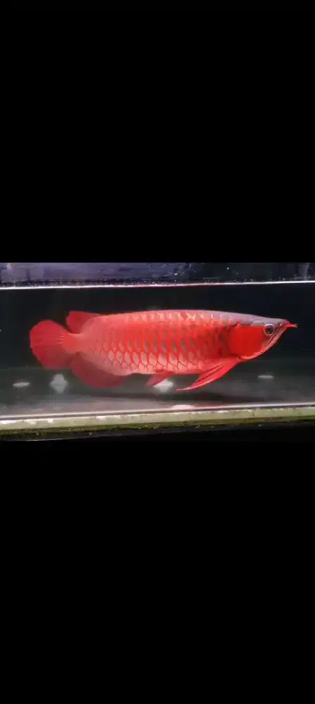 Arowana super red size 48cm
