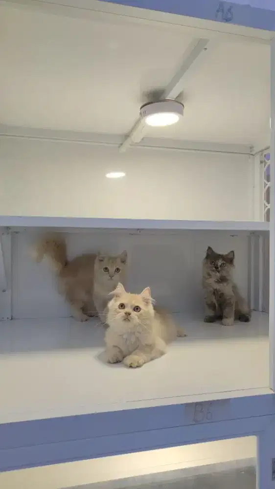 Kucing kitten ras persia manja