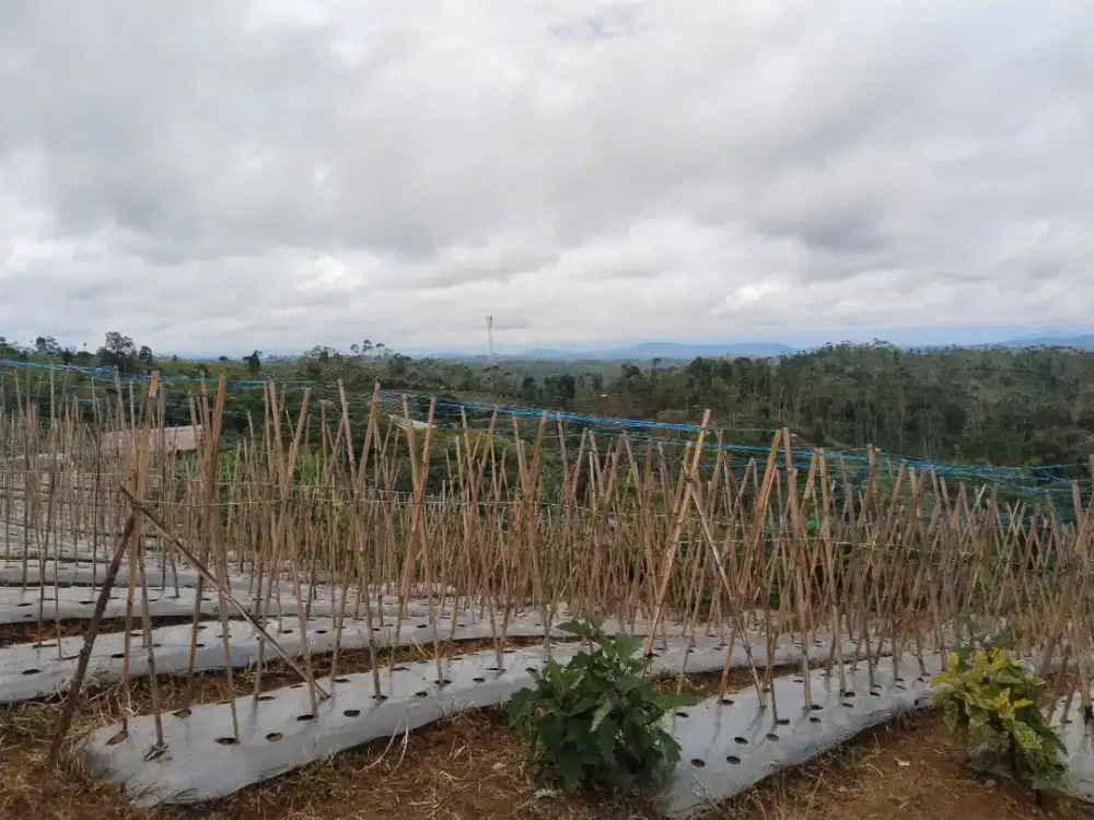 jual cepat lokasi dataran tinggi daerah sejuk harga murah