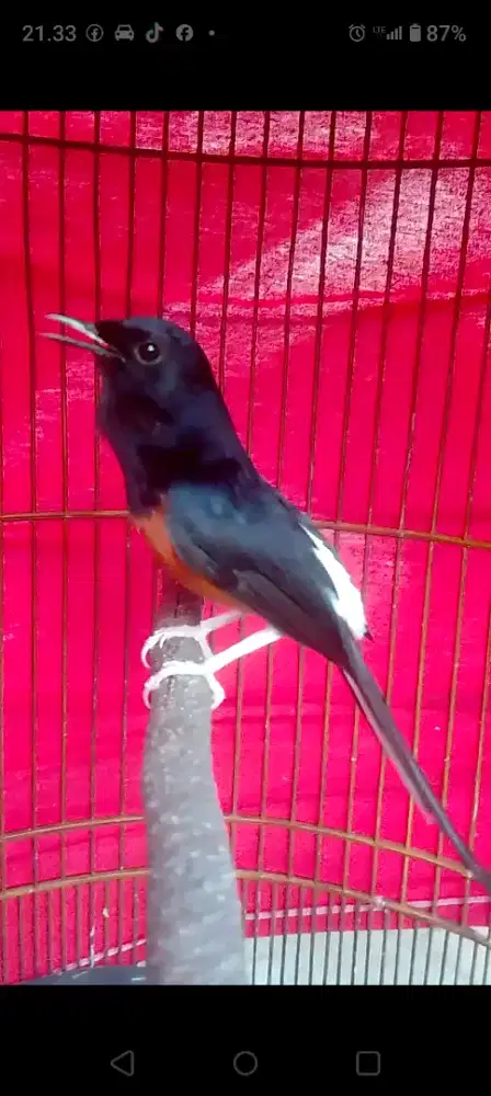 Muray hutan prospek prestasi