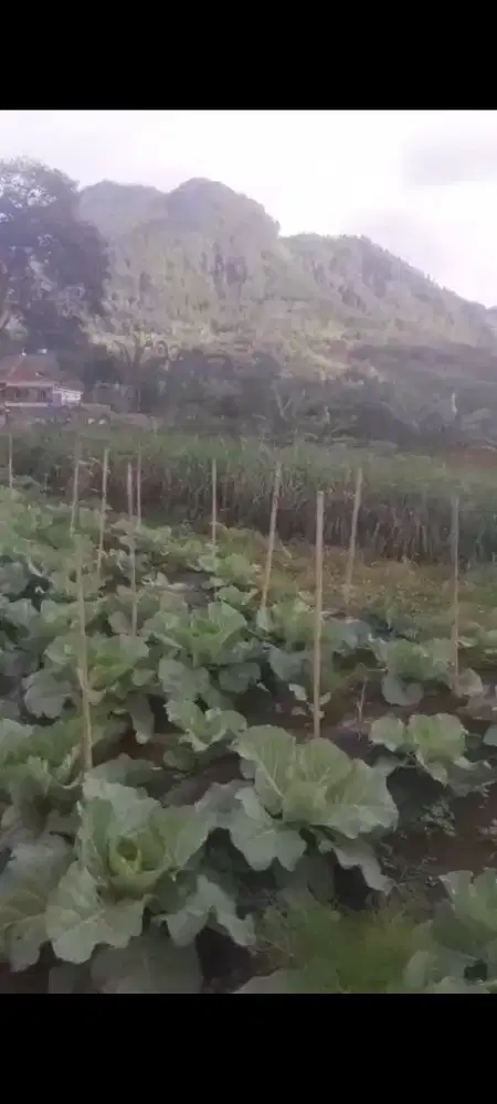 Jual muarah tanah di sekitar kopeng